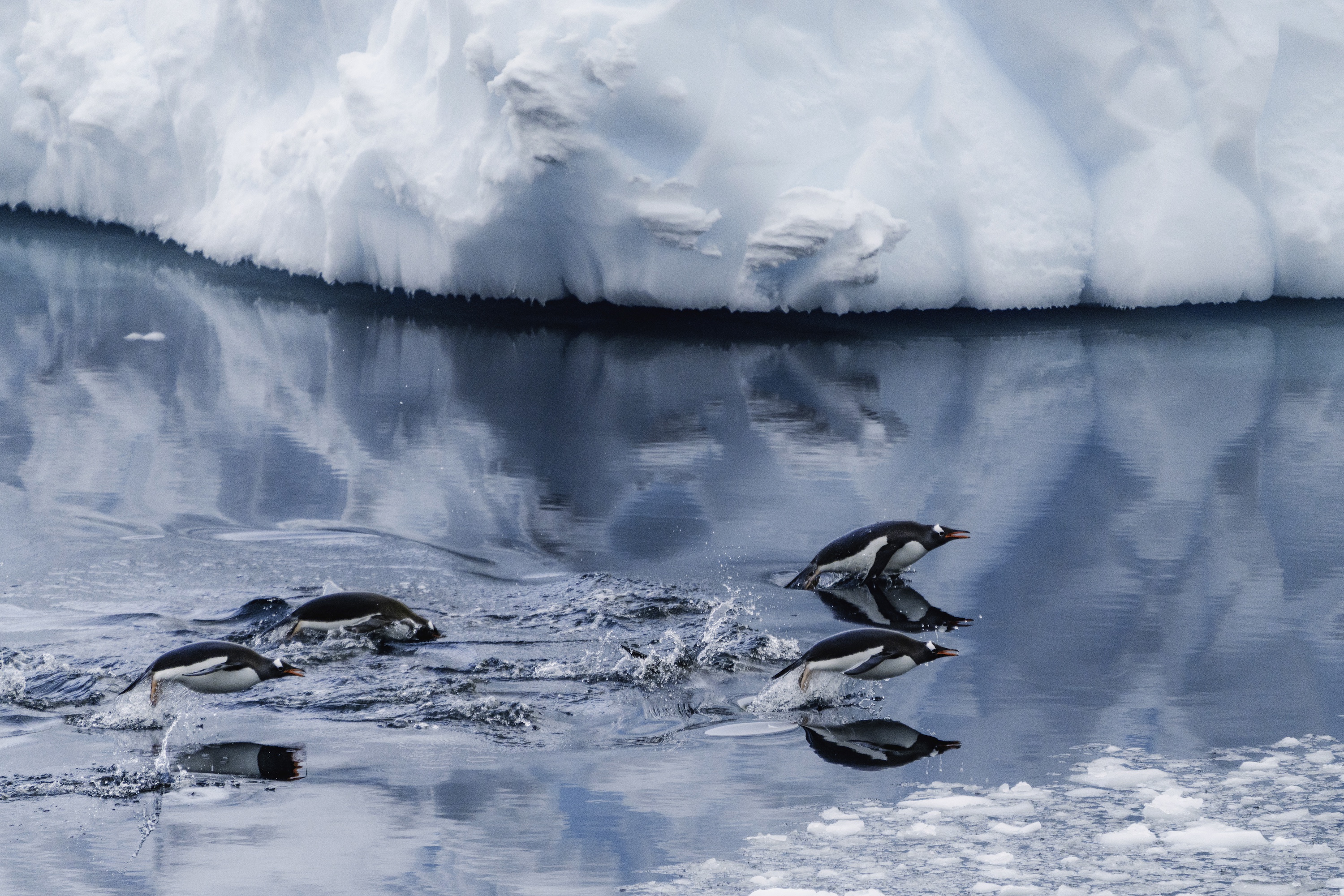 Penguins leap out of the water in Antarctica