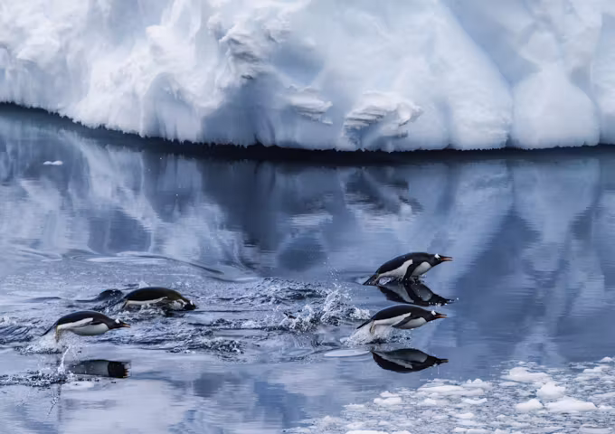 Penguins leap out of the water in Antarctica