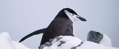 Quintessential Luxury Antarctic Sail & Fly