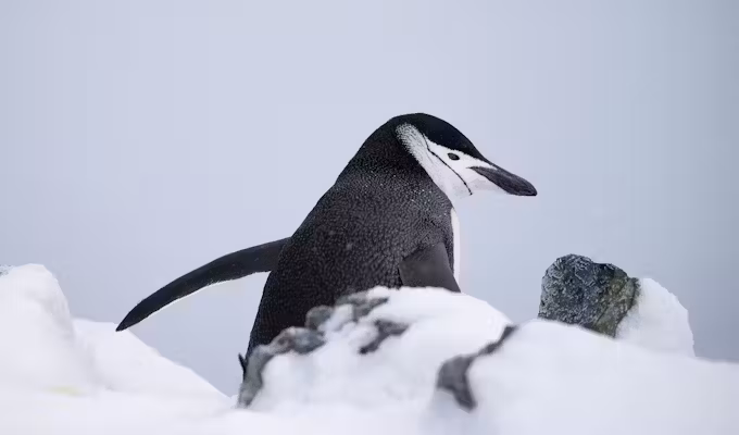 Quintessential Luxury Antarctic Sail & Fly