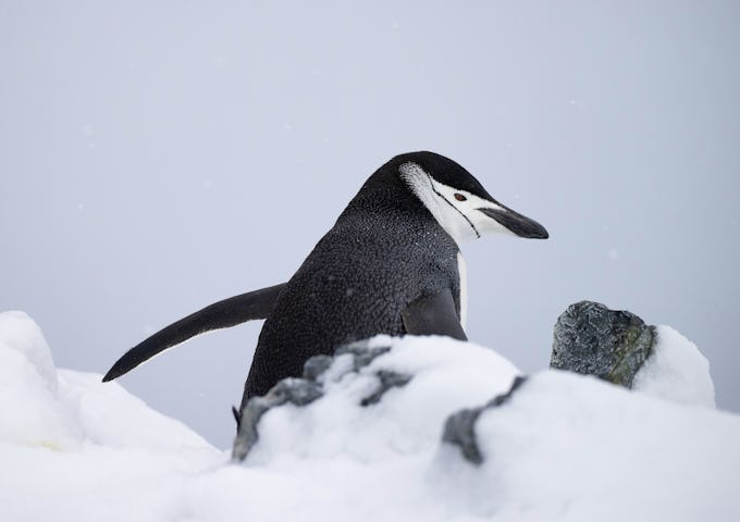 A chinstrap penguin trudges through snow in Antarctica