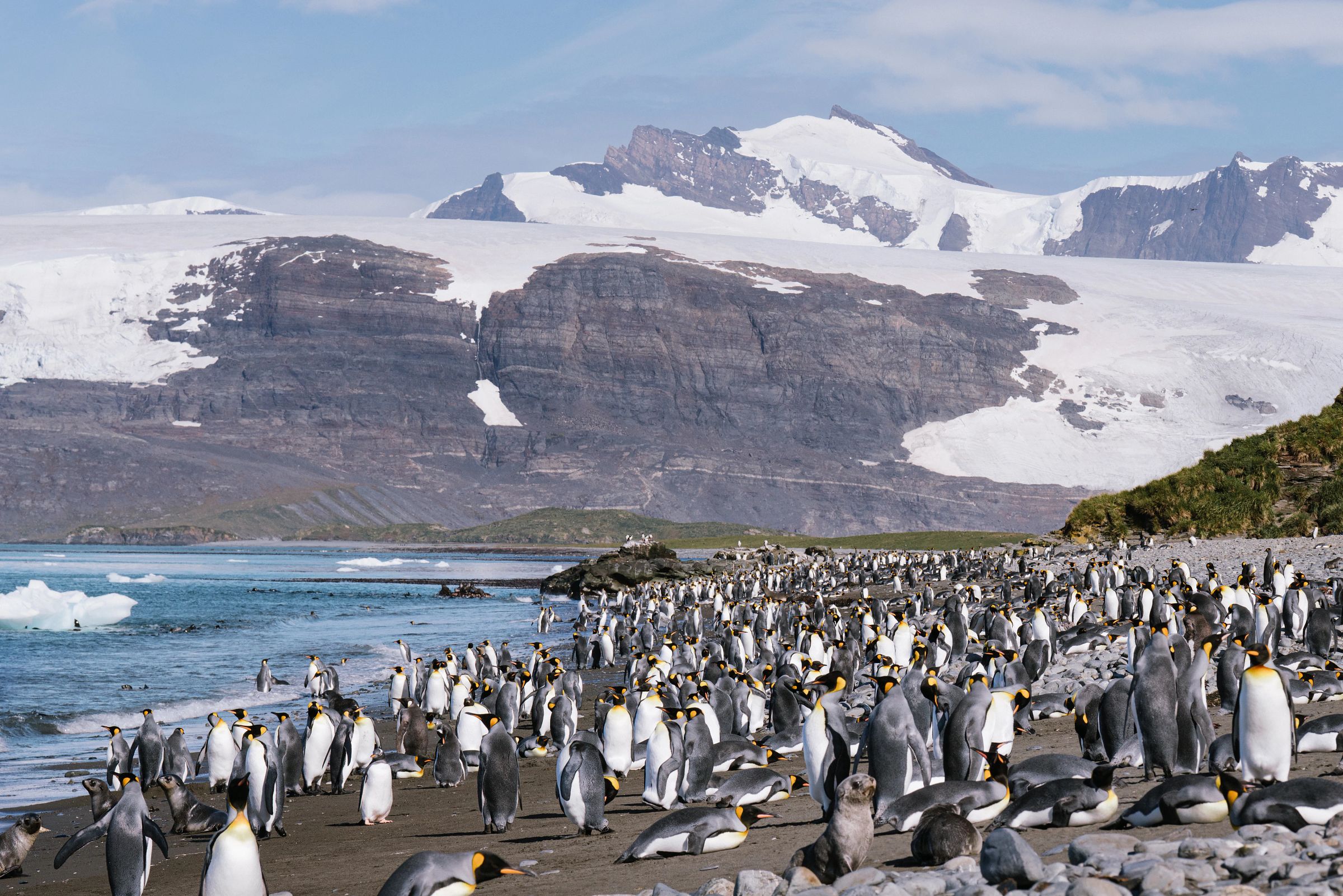 King penguins as far as the eye on a beach in South Georgia backed by glacier-covered mountains 