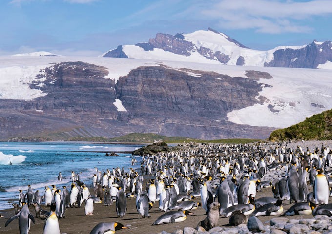 King penguins as far as the eye on a beach in South Georgia backed by glacier-covered mountains