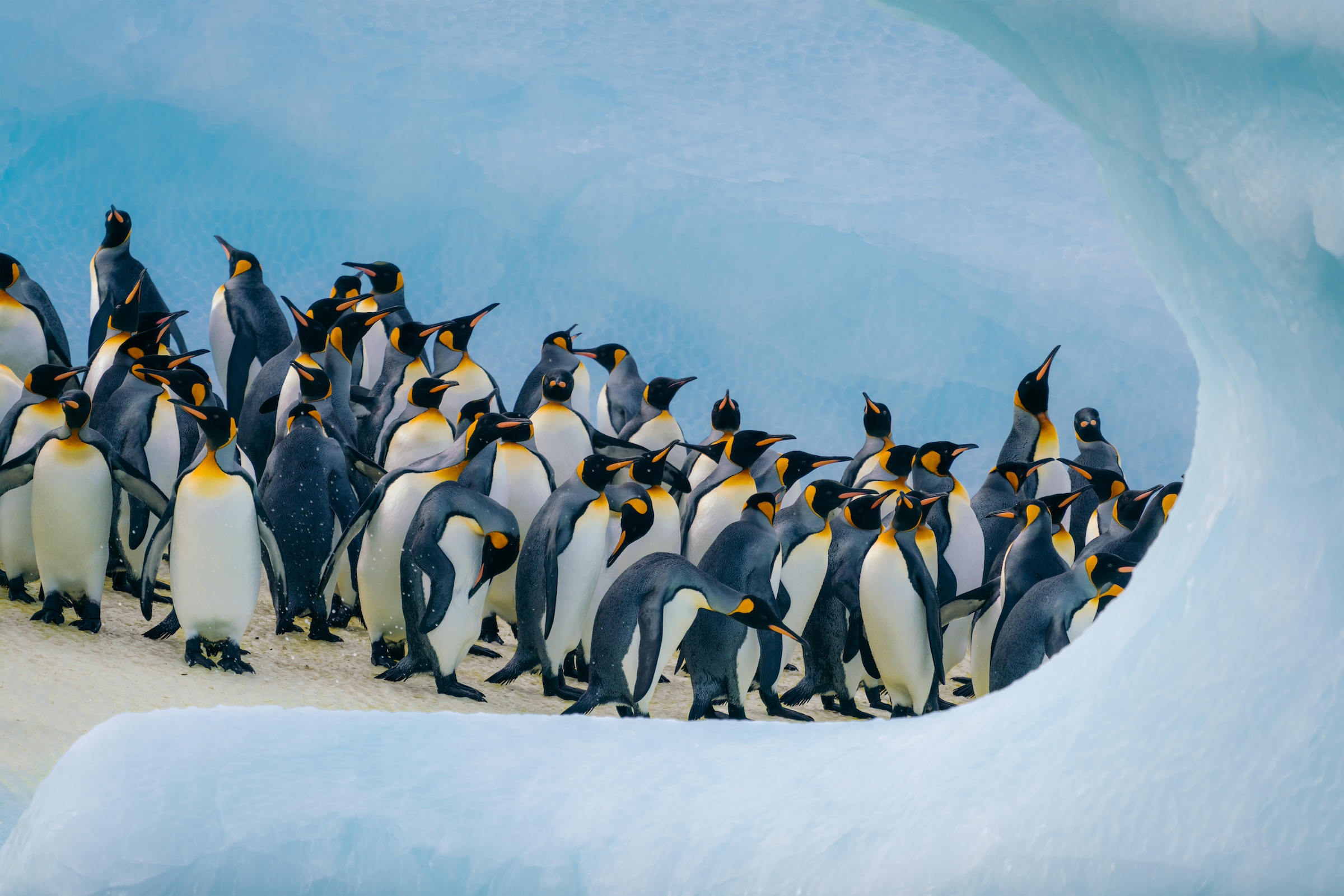 Luxury South Georgia & Antarctica Combination