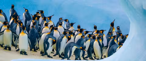 Luxury South Georgia & Antarctica Combination