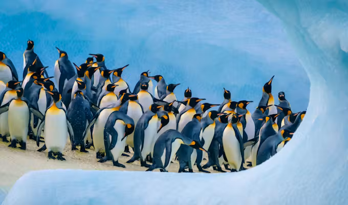 Luxury South Georgia & Antarctica Combination