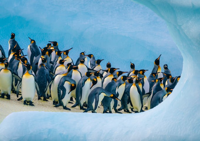 King penguins surrounded by ice in Salisbury Plain, South Georgia