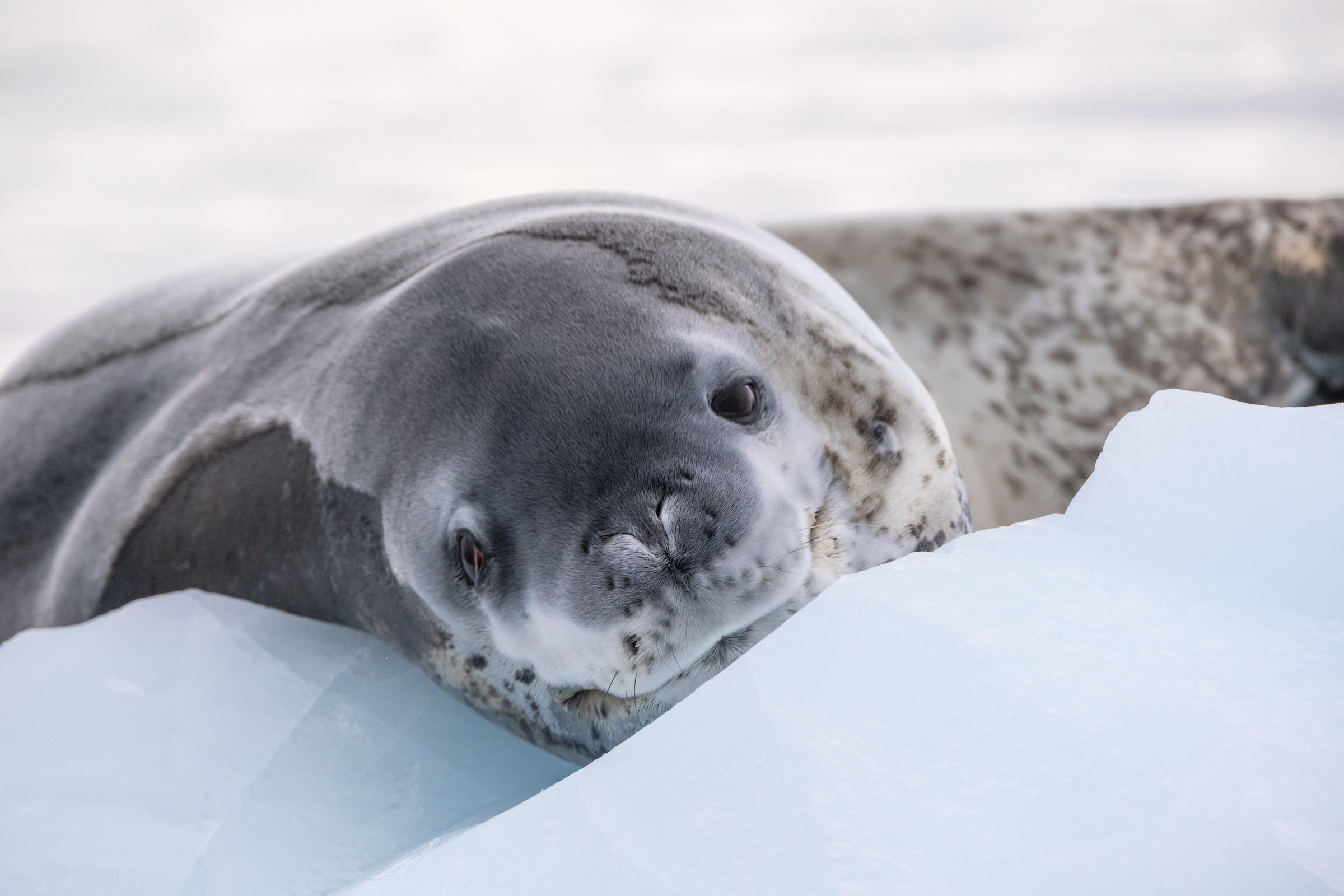 A leopard seal lies down on the ice and looks at the camera with sleepy eyes 