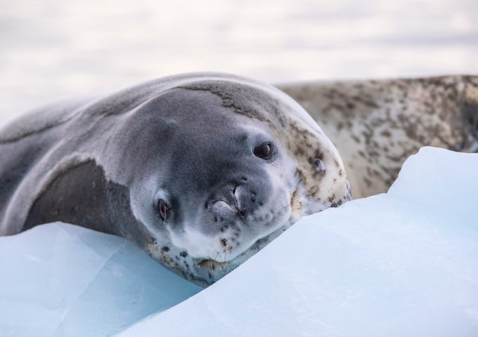 A leopard seal lies down on the ice and looks at the camera with sleepy eyes