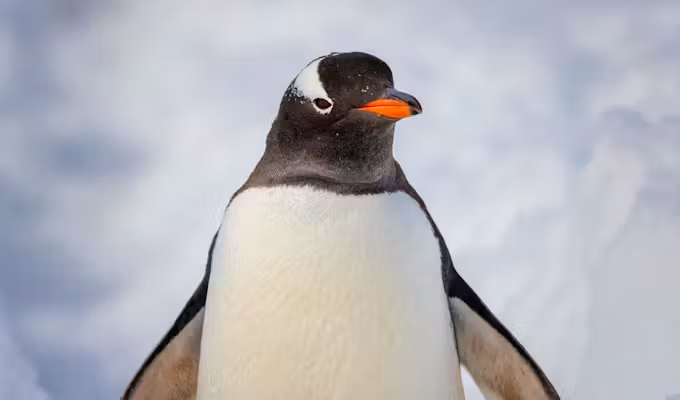 Antarctic Peninsula in Focus