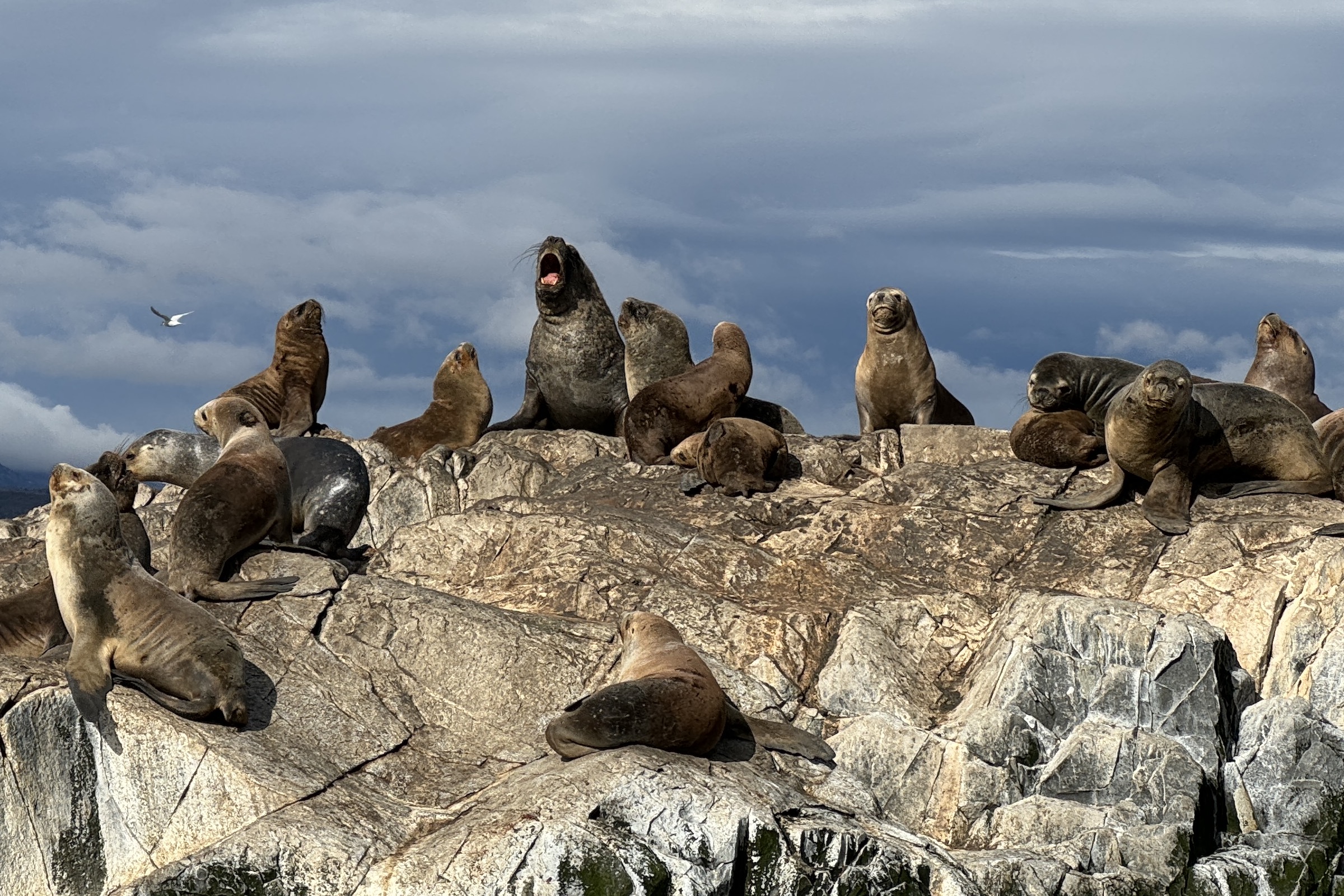 South American sea lions in the Beagle Channel