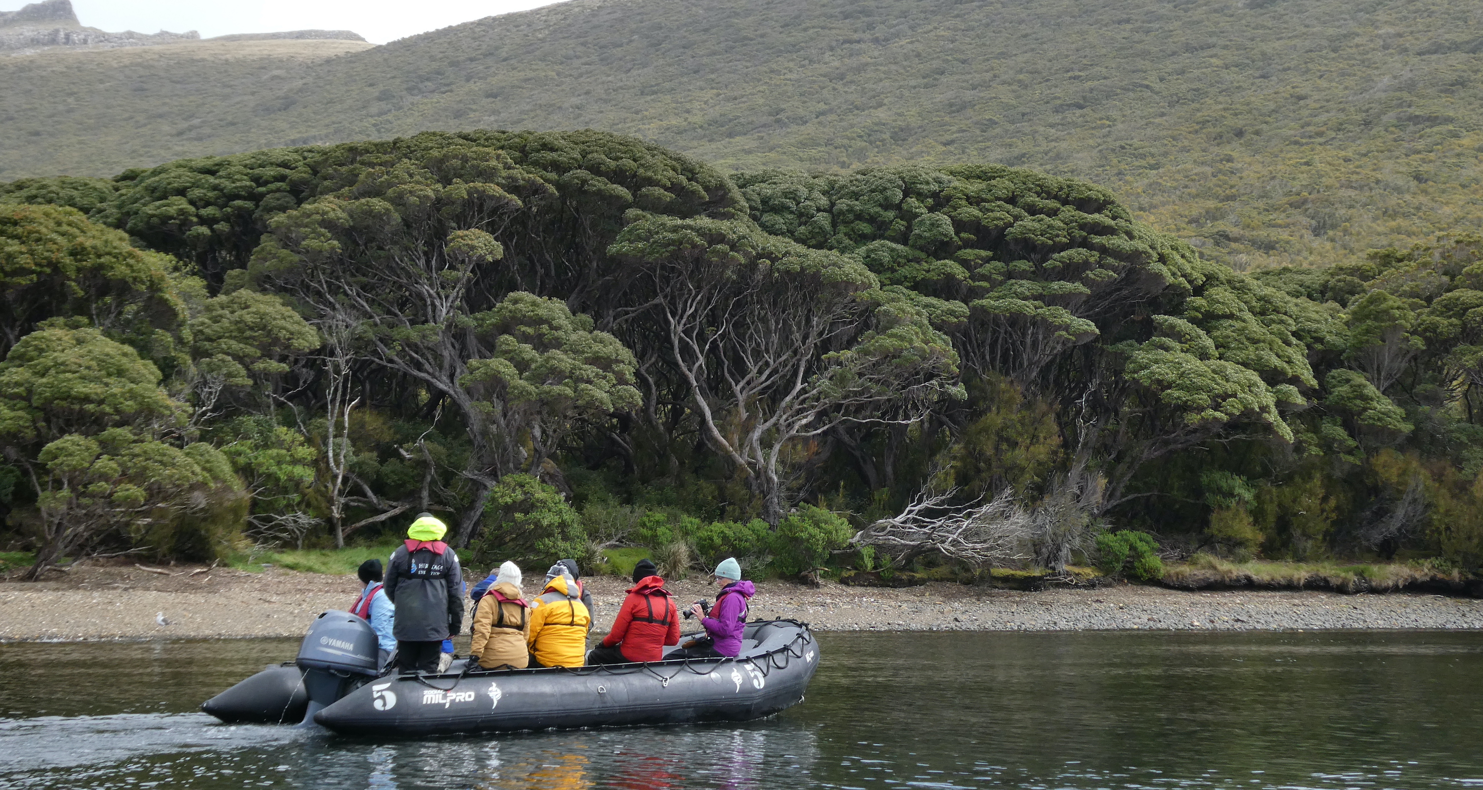 Zodiac cruising past rātā forest on Auckland Island 
