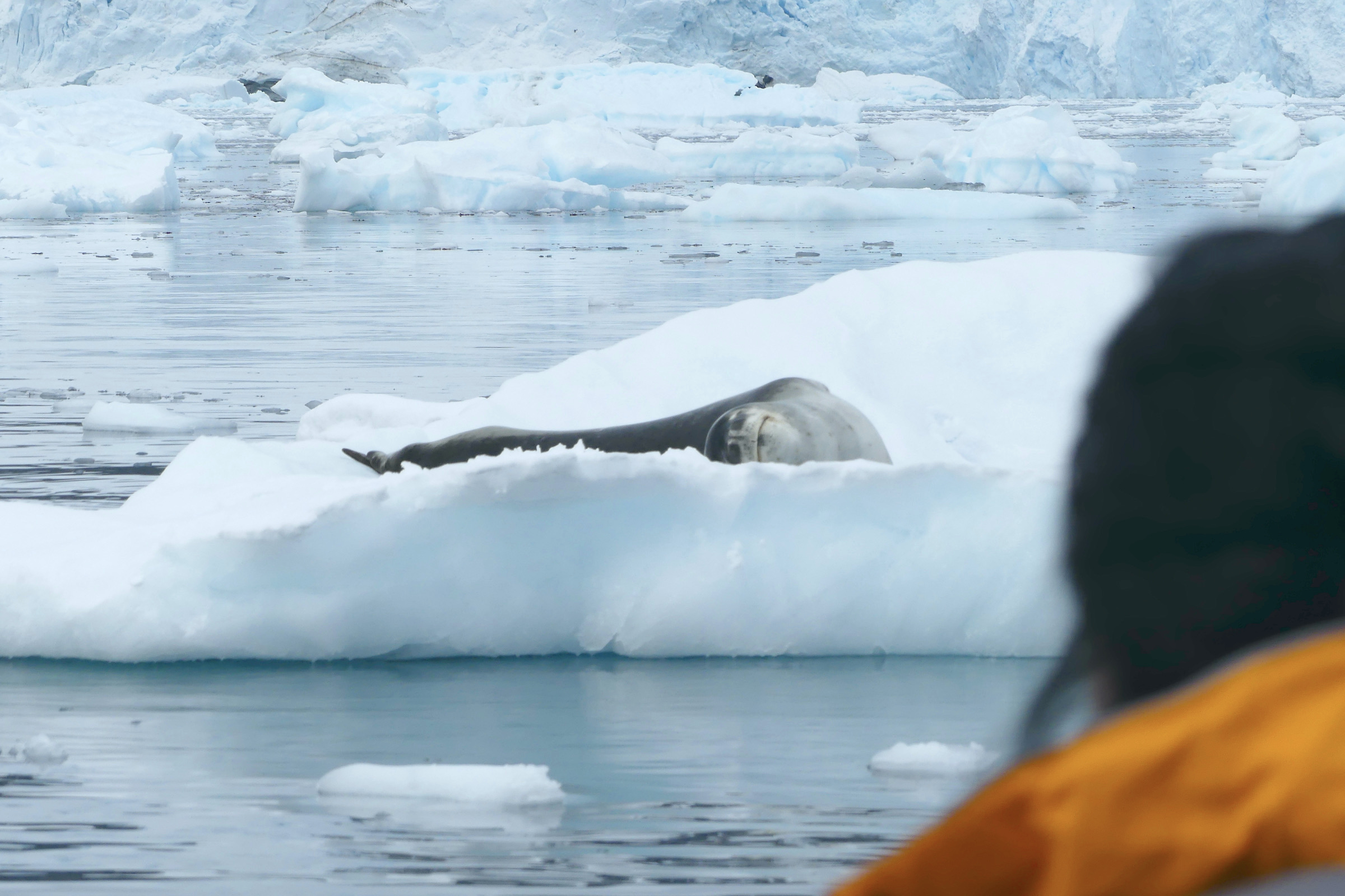 Watching a leopard seal on an ice floe