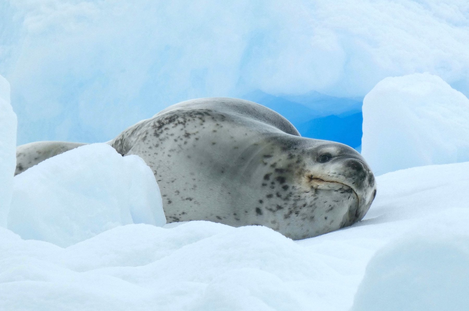 Leopard seal on an ice floe