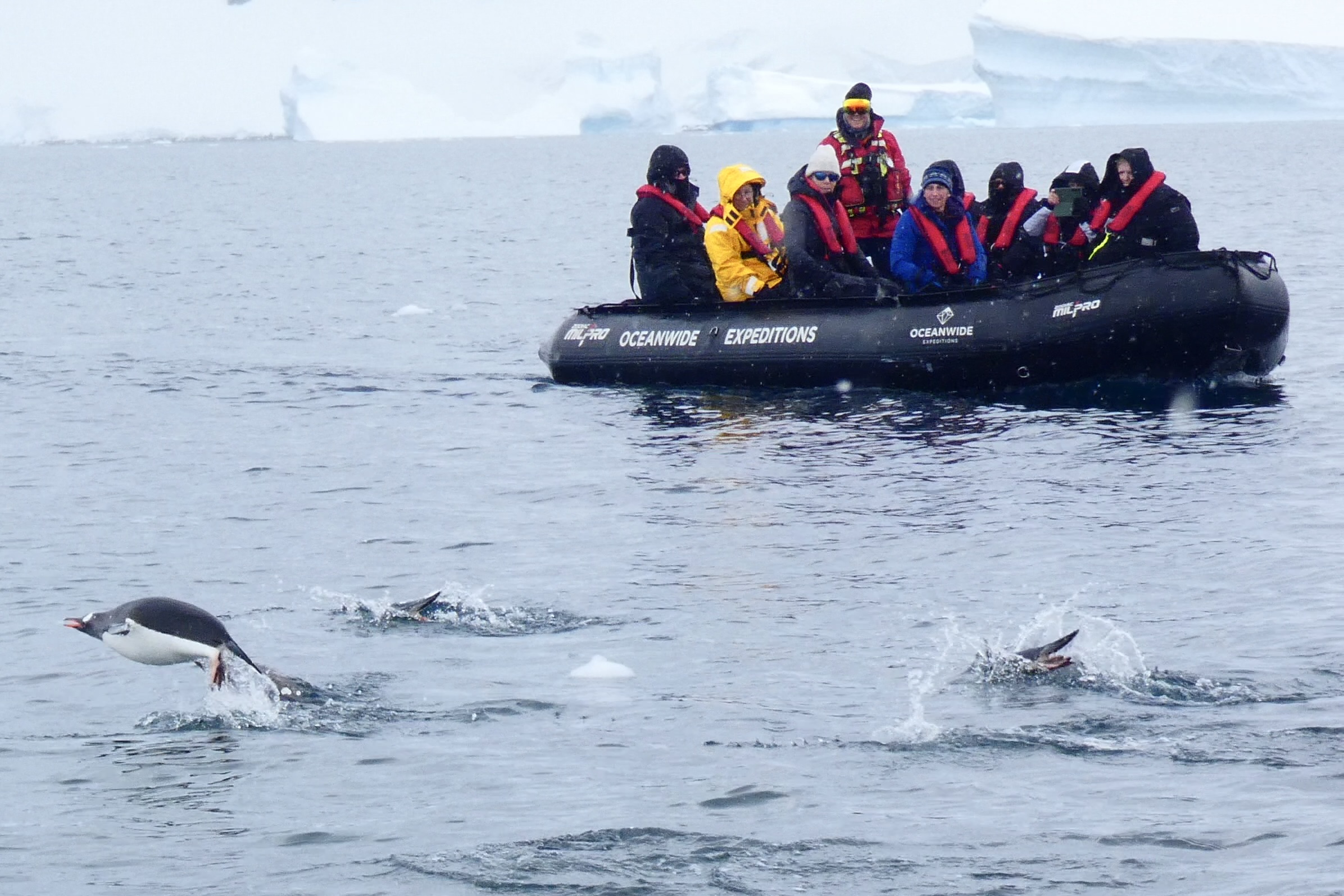 Watching gentoo penguins from a zodiac