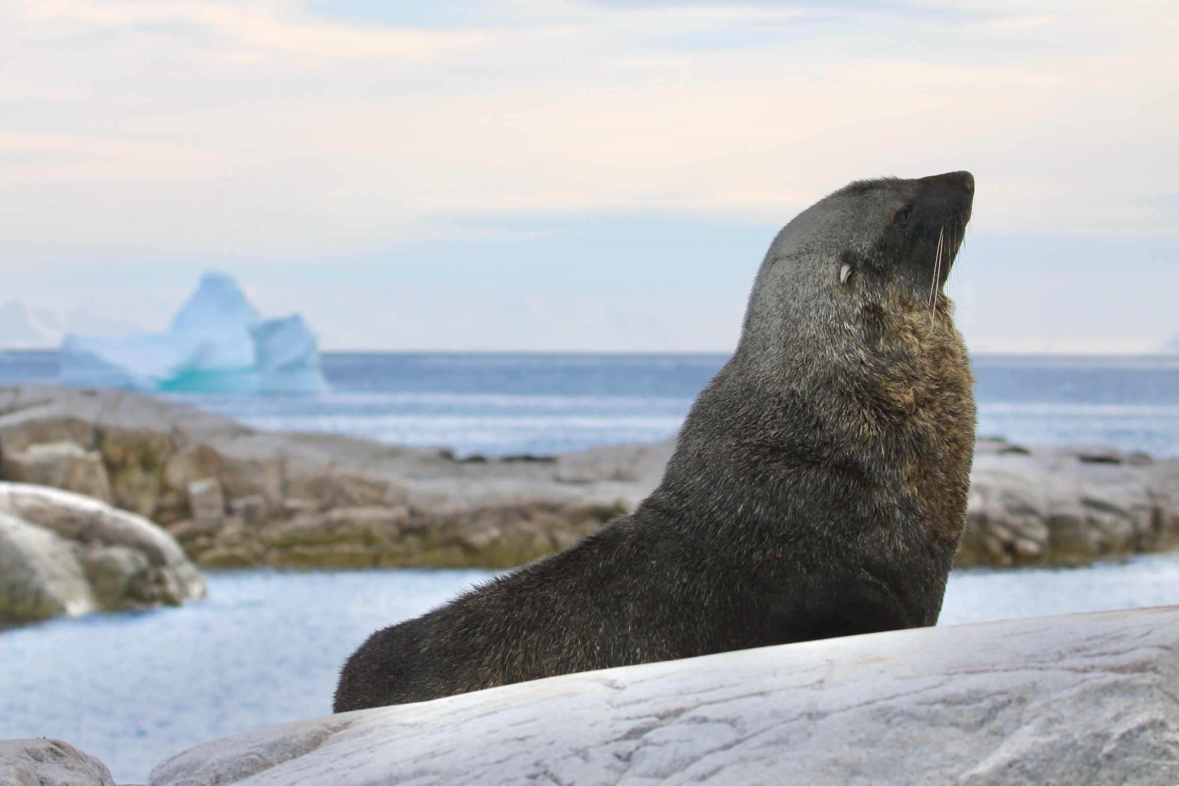 Male Antarctic fur seal