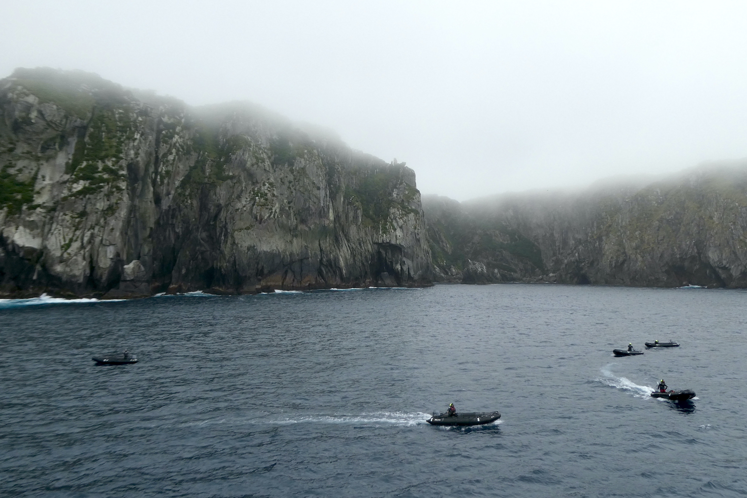 Zodiac cruise at the Snares Islands in New Zealand's Subantarctic islands