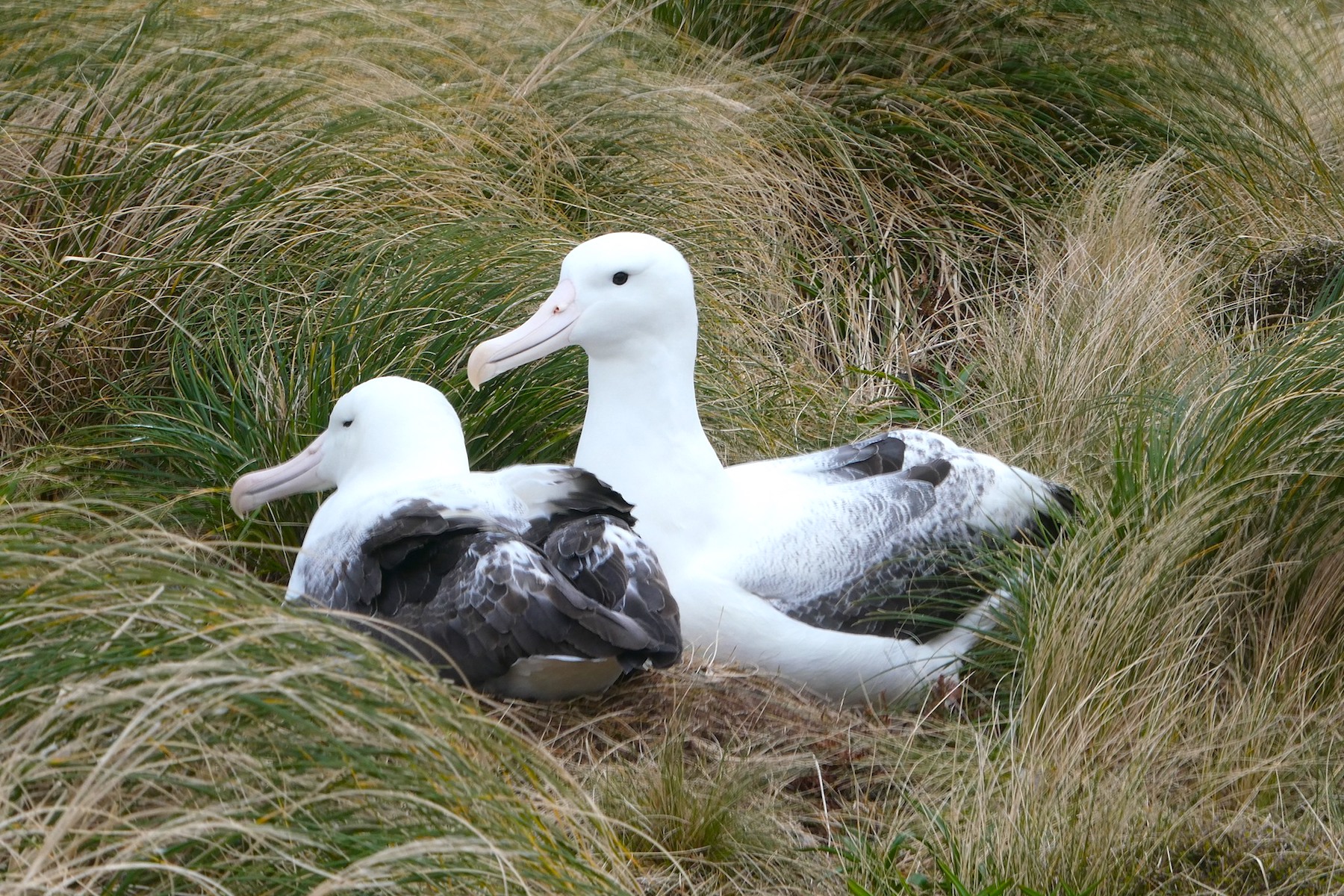 Subantarctic Islands