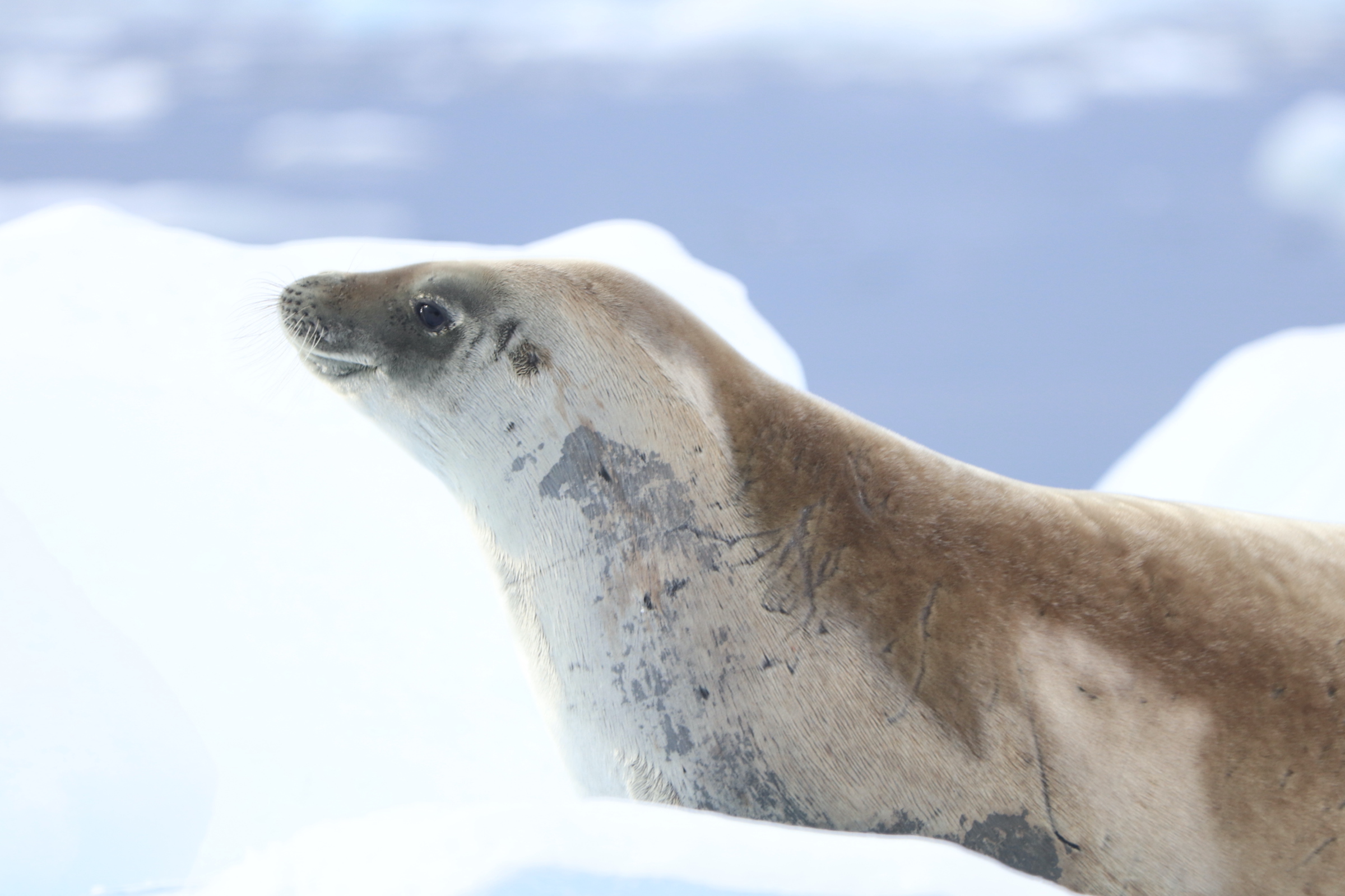 Crabeater seal on ice