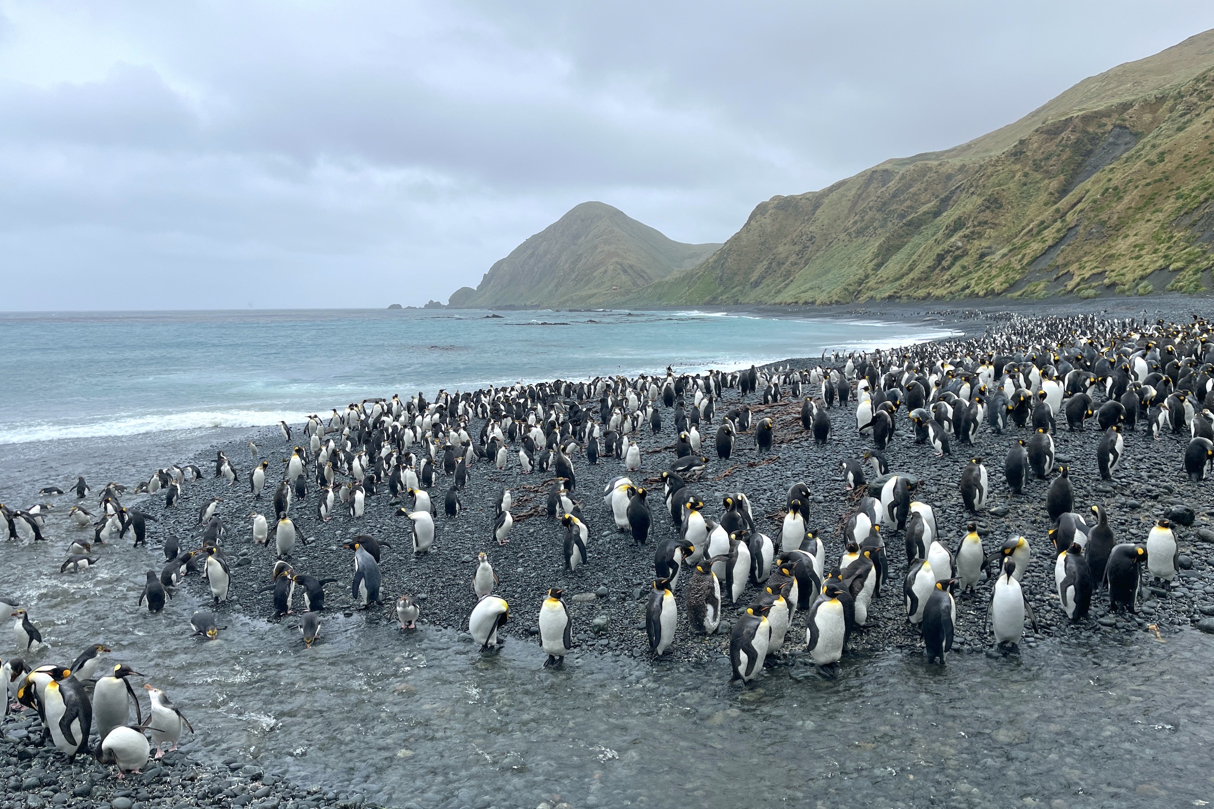 King and royal penguins at Sandy Bay on Macquarie Island