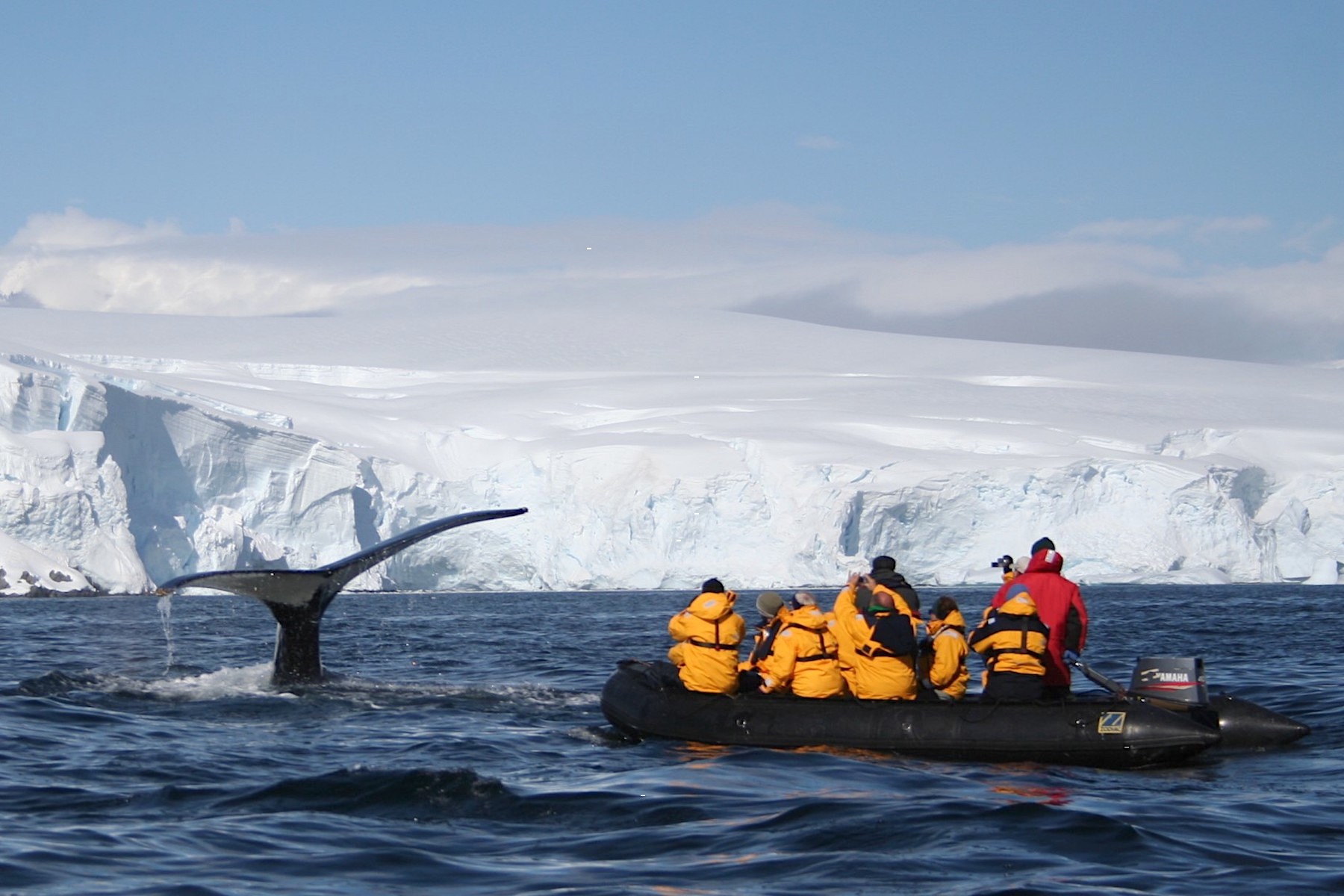 Humpback whale flukes near a zodiac in Antarctica