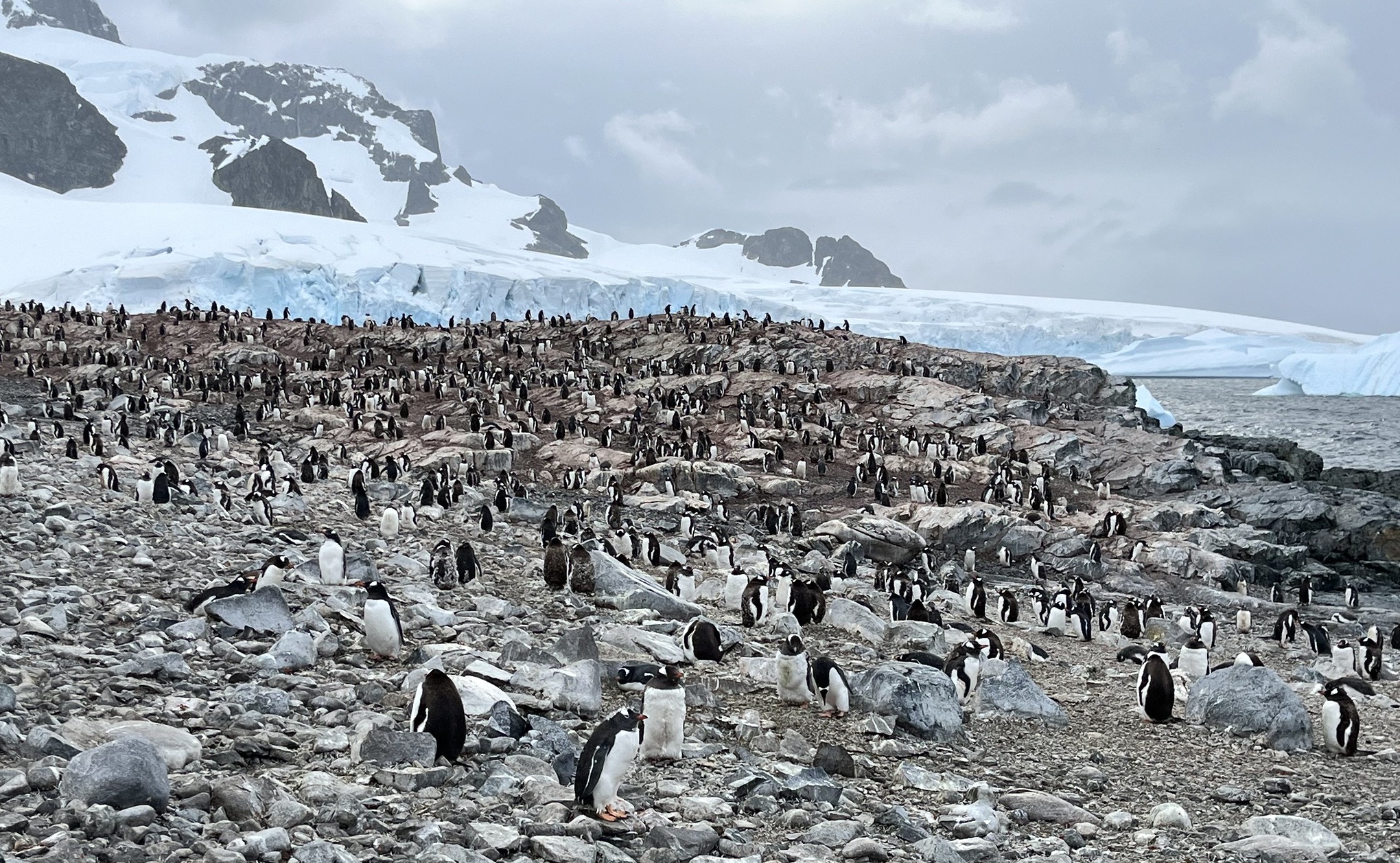 Gentoo penguins as far as the eye can see on Cuverville Island