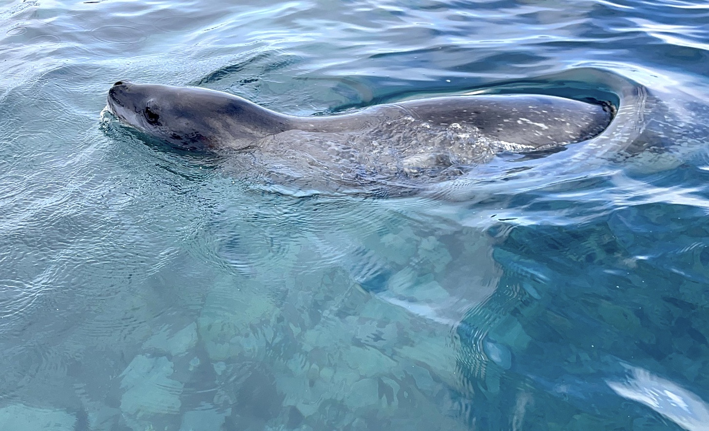 A leopard seal swims through clear turquoise water in Antarctica