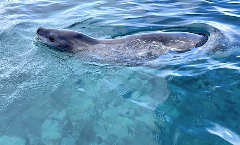A leopard seal swims through clear turquoise water in Antarctica