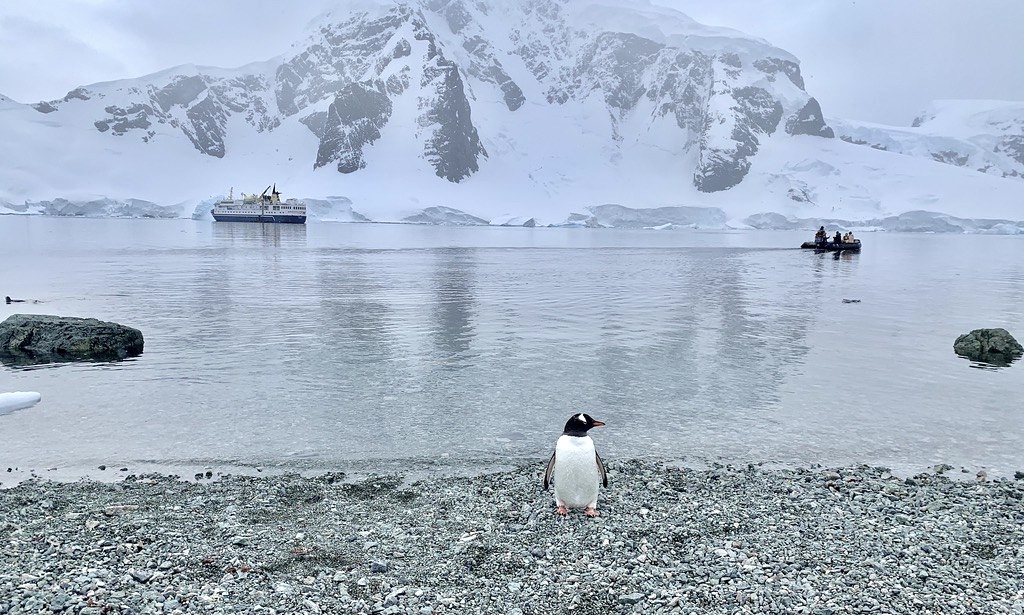 A gentoo penguin stands on the shore with a ship and a mountain in the backdrop at Danco Island, Antarctica