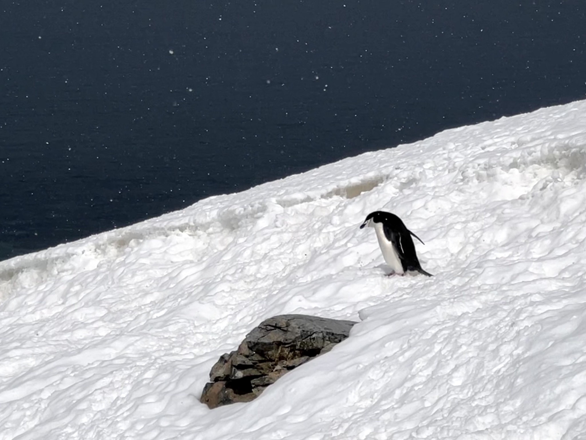 A chinstrap penguin stands on the snow in Antarctica