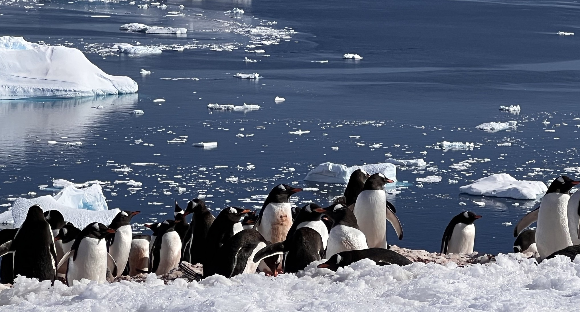 Gentoo penguins clustered together