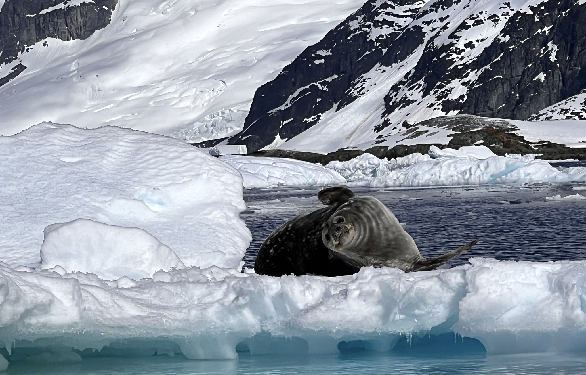 A Weddell seal stares at the camera while lounging on a rock in Antarctica