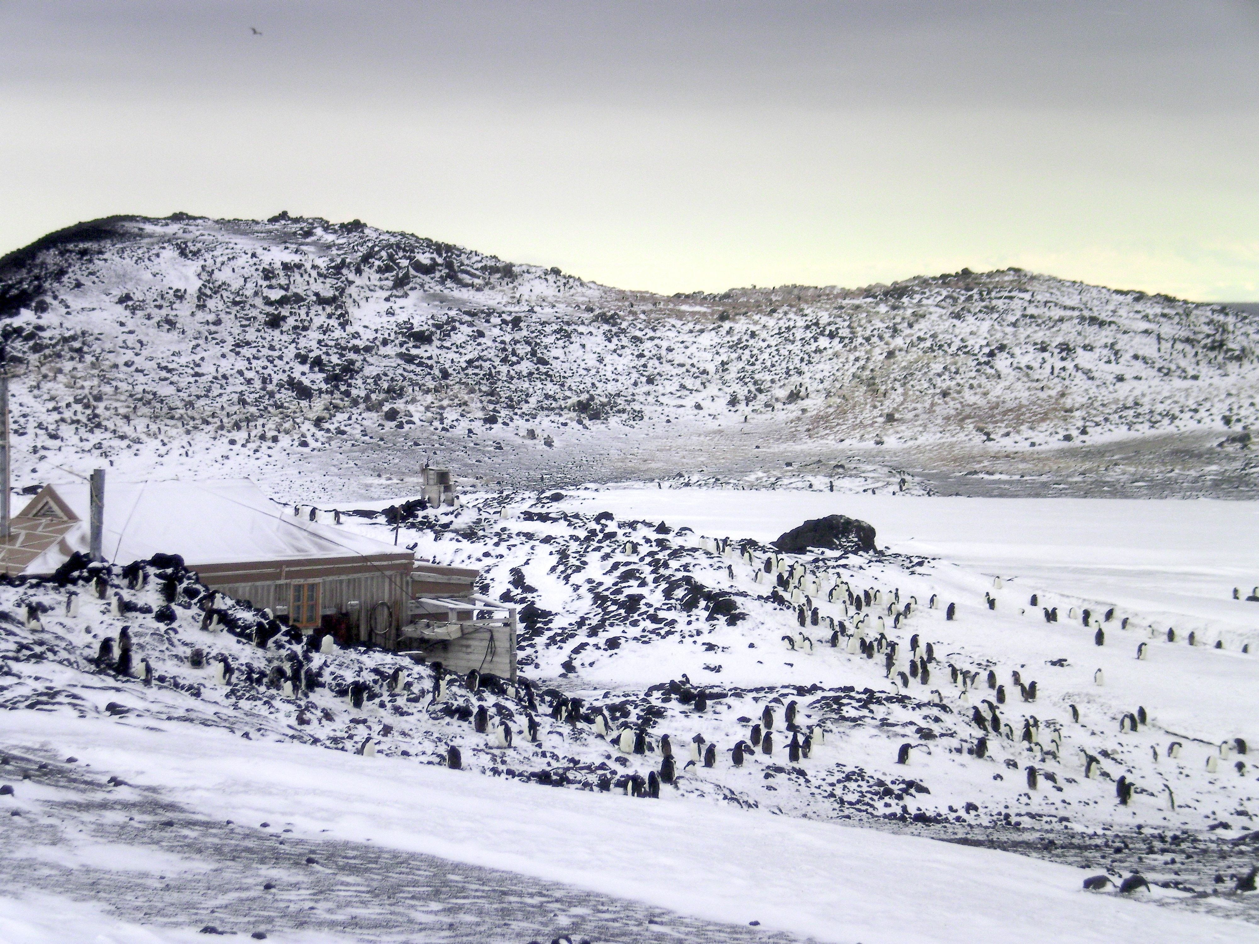 The enormous Adelie penguin colony, Cape Adare, Antarctica