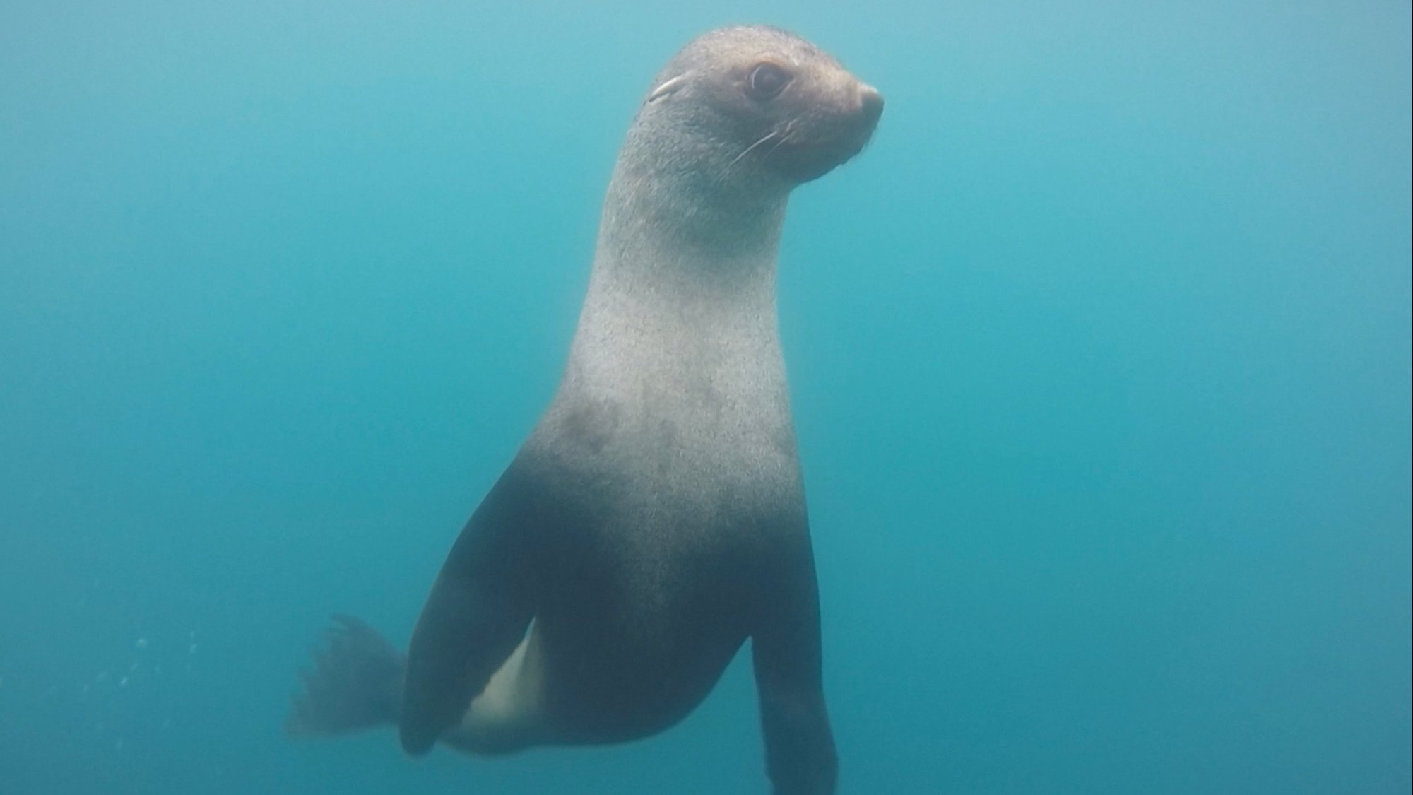 Snorkelling in Antarctica