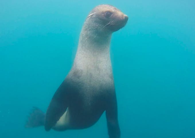 Snorkelling in Antarctica