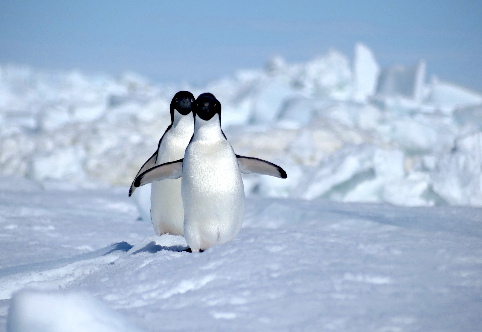 Adelie penguins waddle down a hill in the Antarctic snow