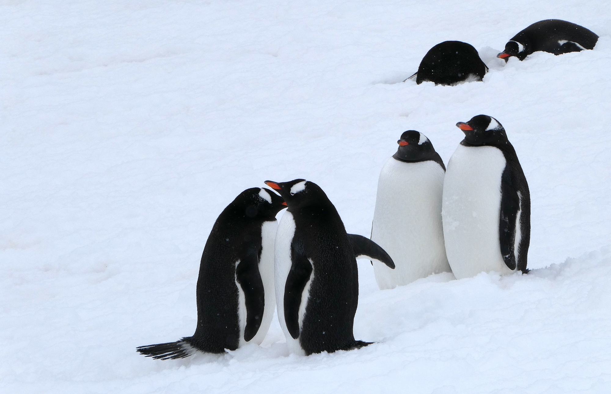 Penguins march in twos