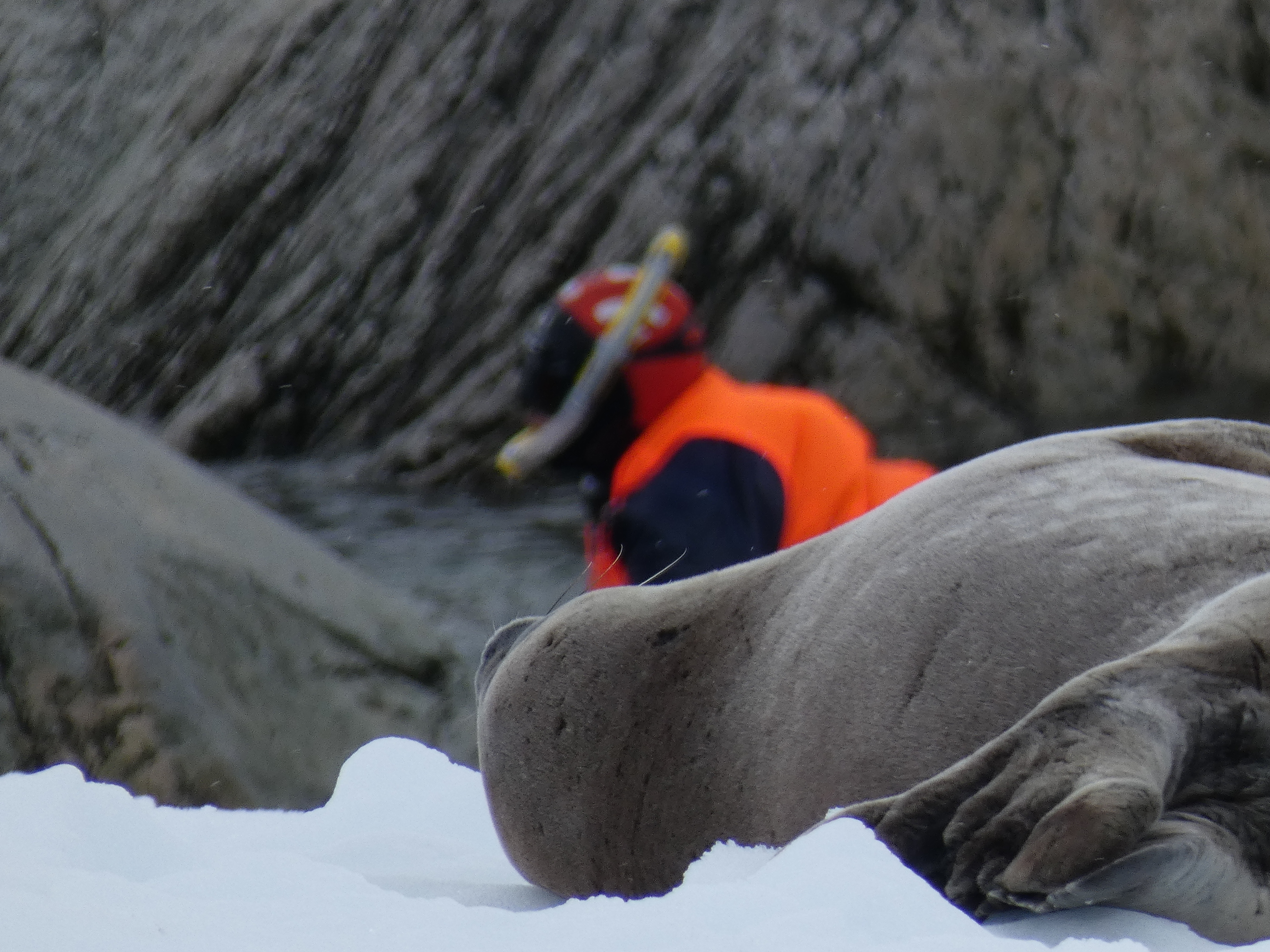 Snorkelling in Antarctica
