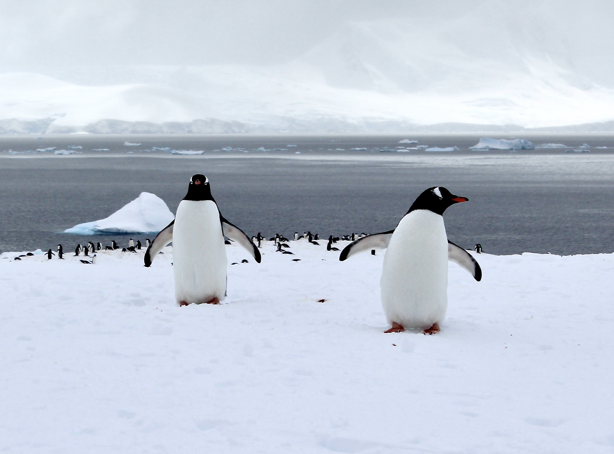 A photograph of two gentoo penguins taken by a Swoop polar expert in Antarctic 
