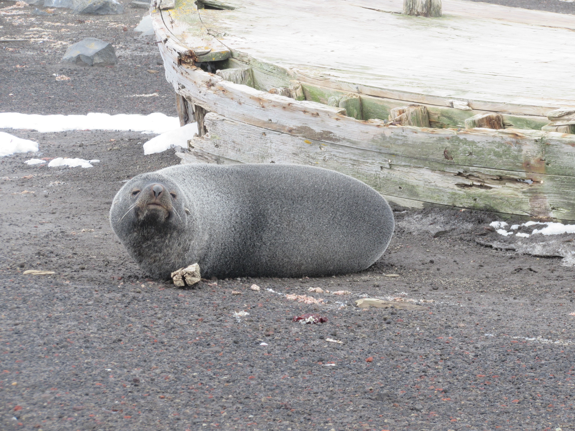 A fur seal on Deception Island, Antarctica 
