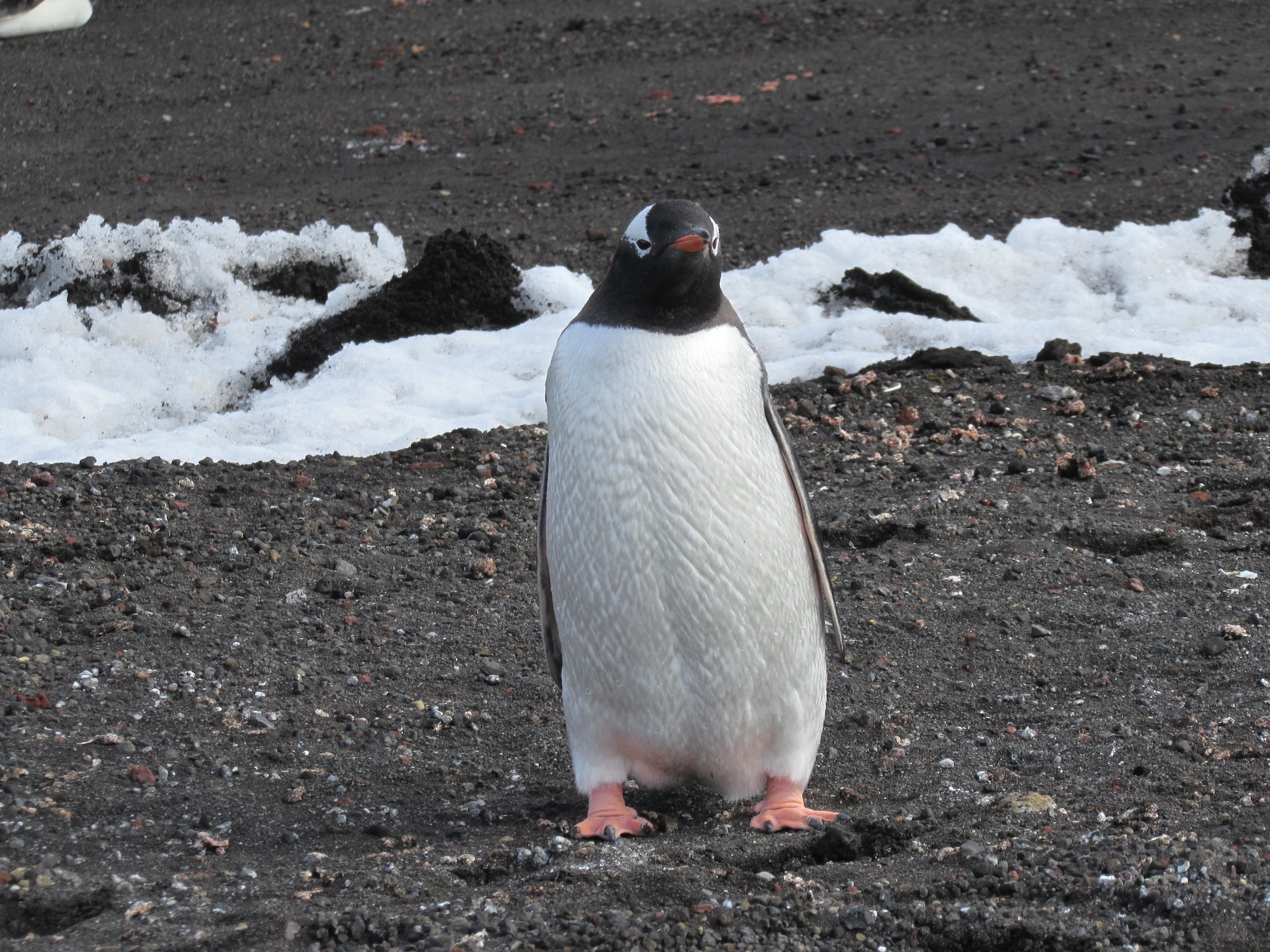 A gentoo penguin