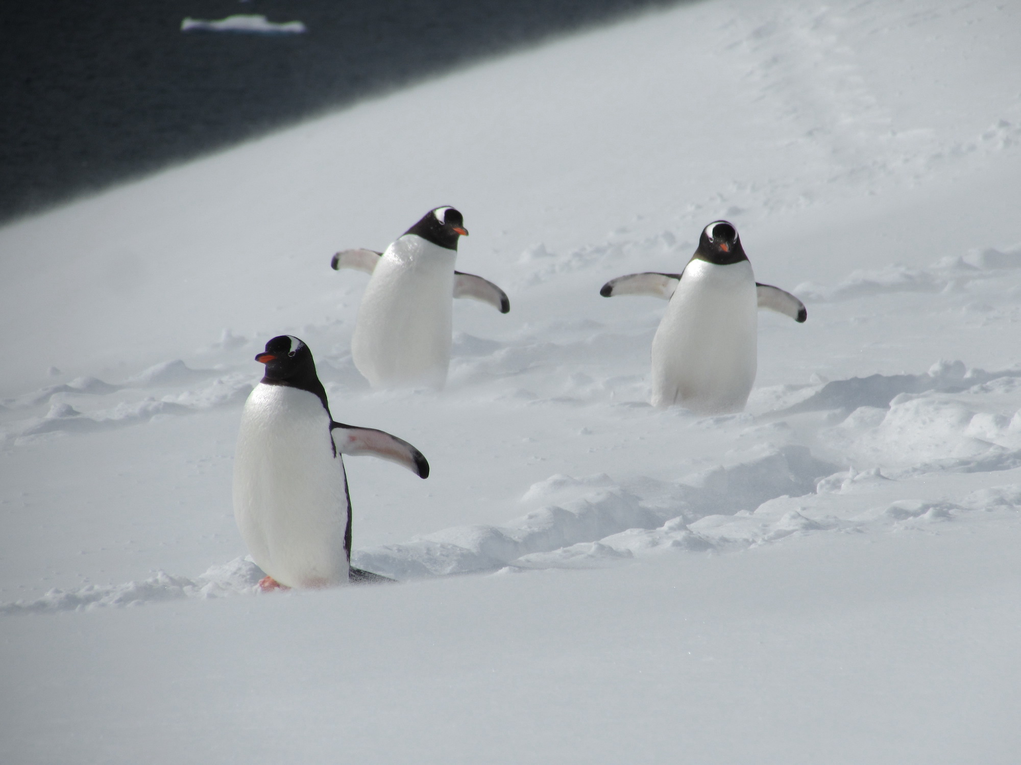 Three gentoo penguins waddle down a slope