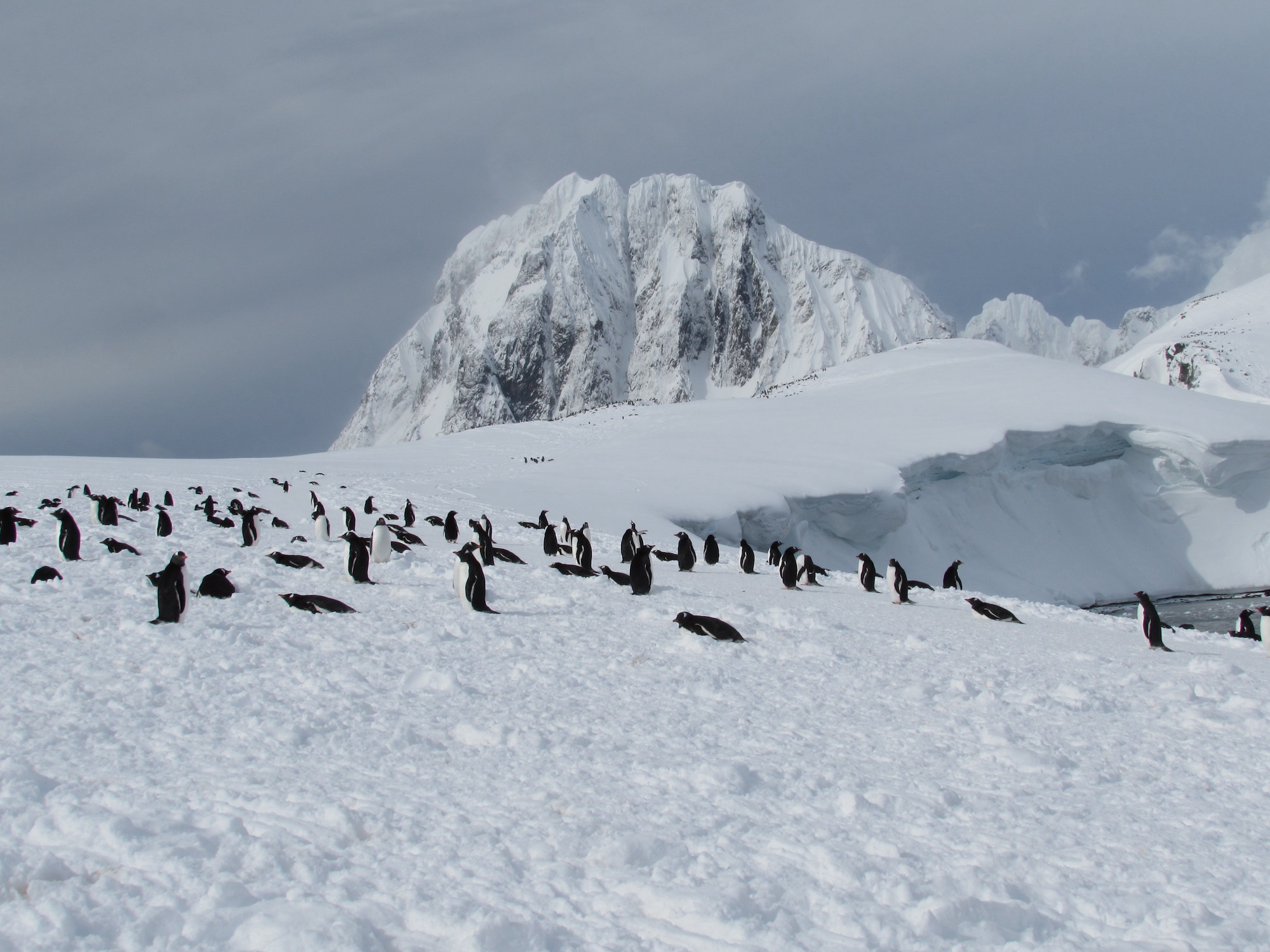 Penguins at Port Charcot, Antarctica 
