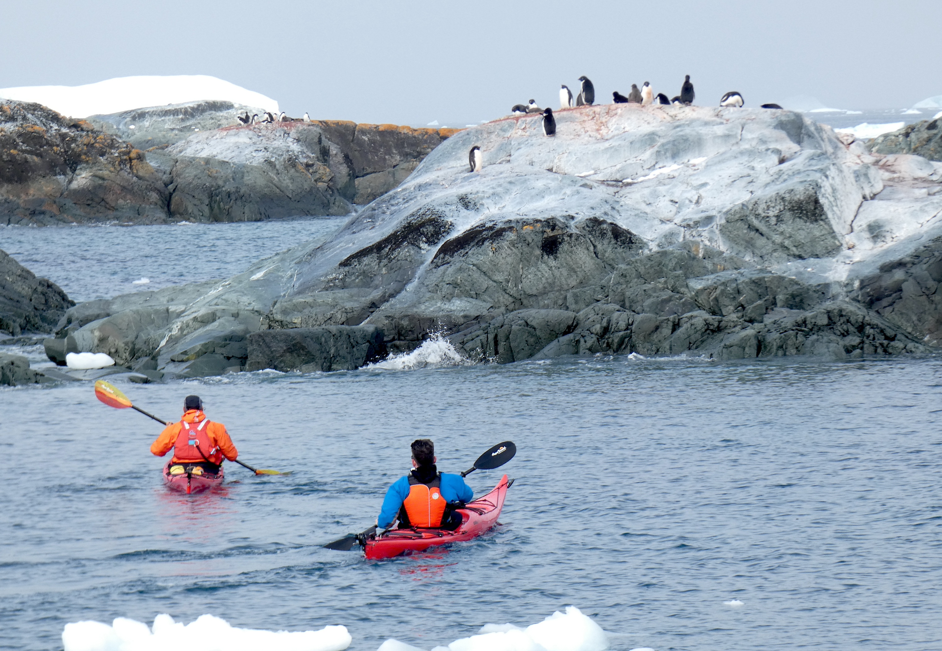 Kayakers spot penguins on a rocky surface while kayaking in Antarctica