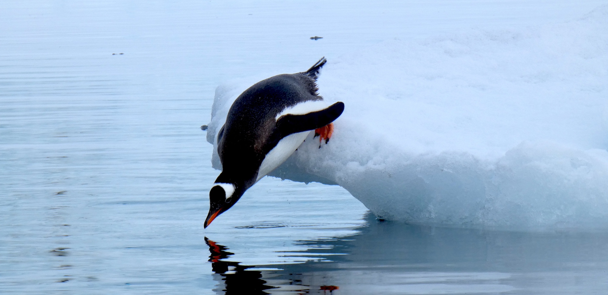 A gentoo penguin dives into the water at Paradise Harbour, Antarctica