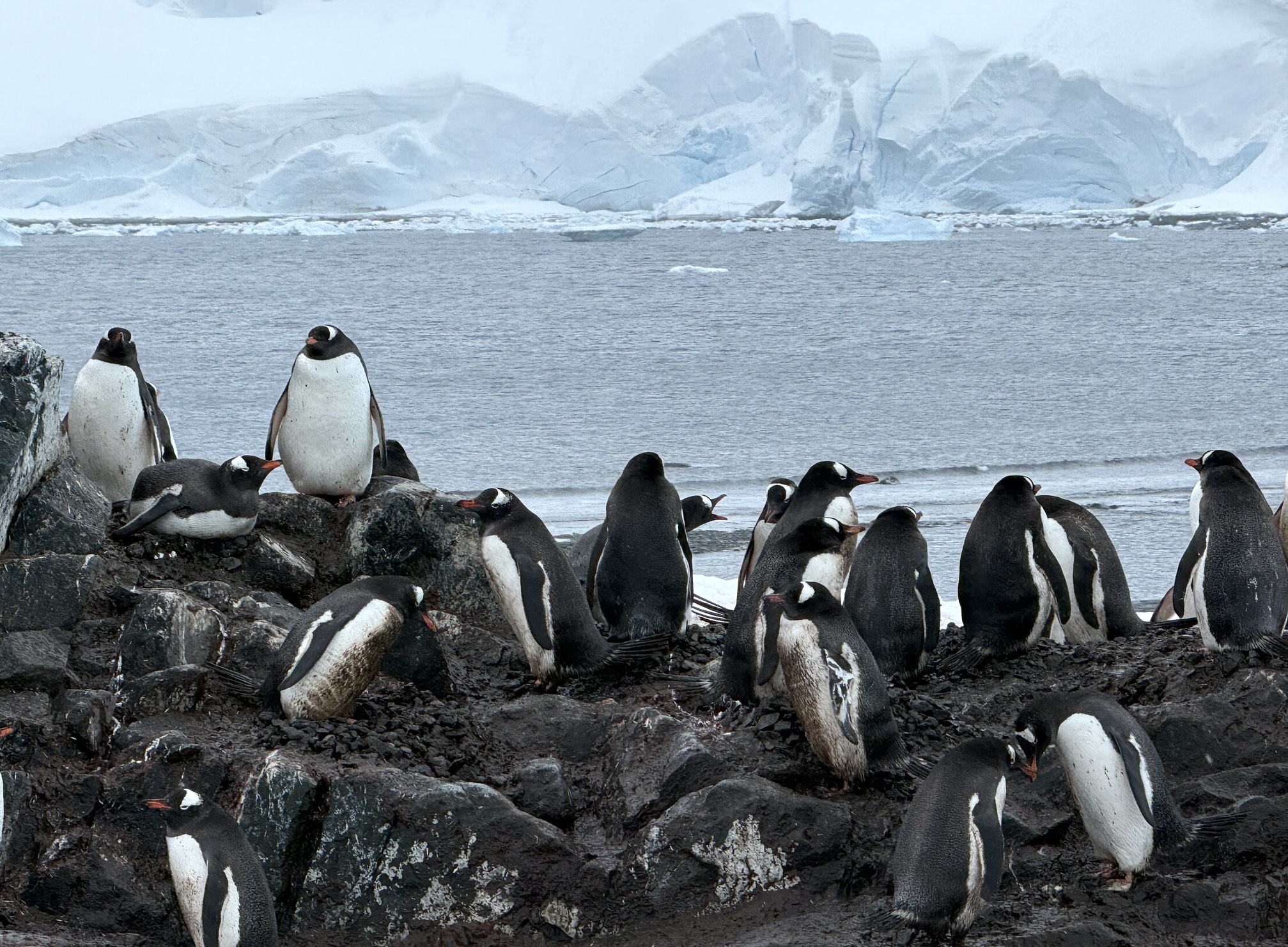 Gentoo penguins cluster together on the rocks in Antarctica