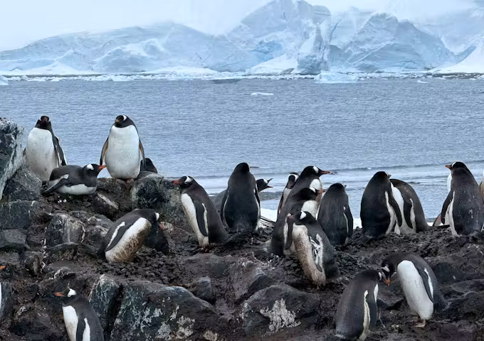 Gentoo penguins cluster together on the rocks in Antarctica