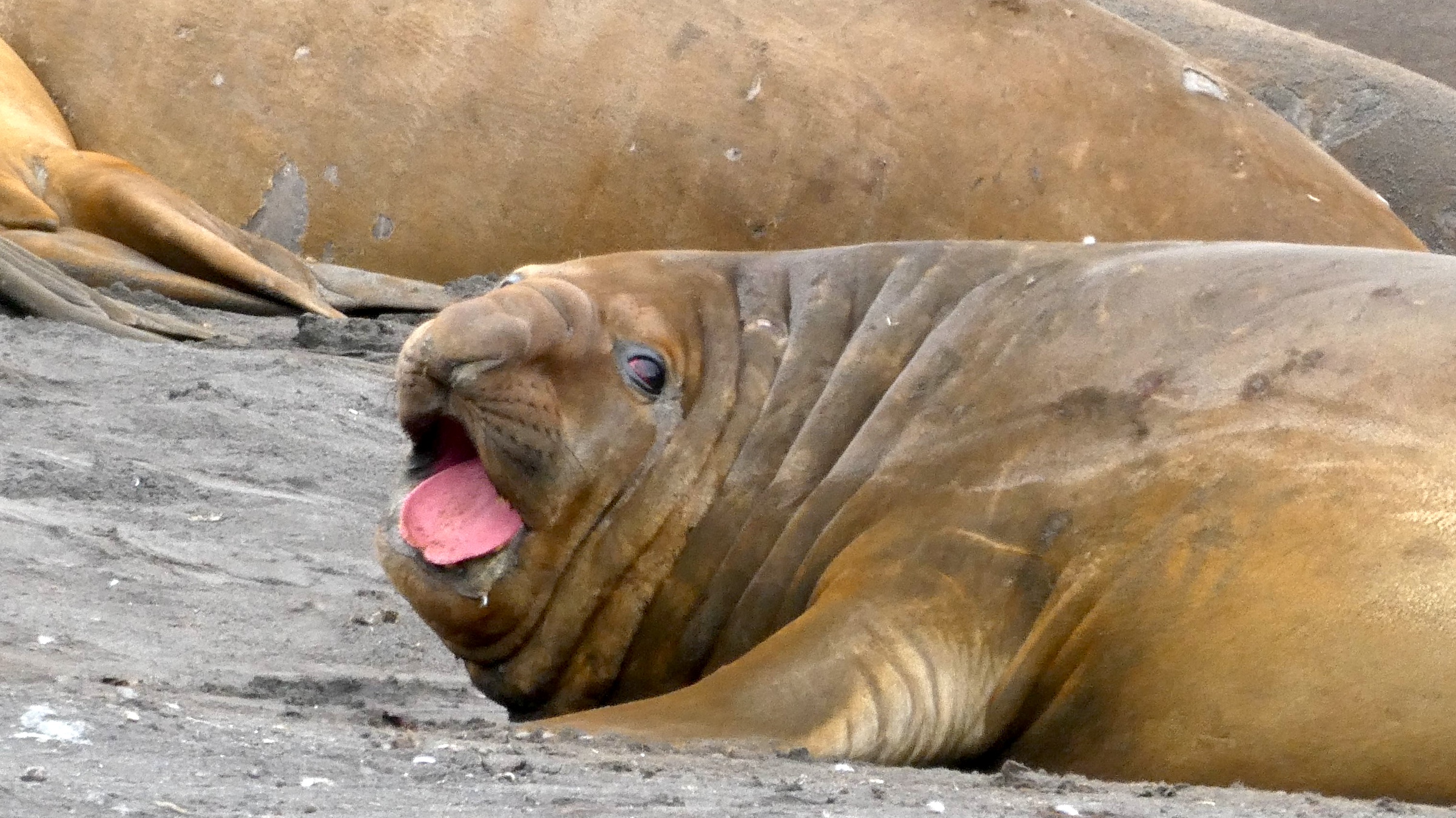Elephant seal on the South Shetland Islands