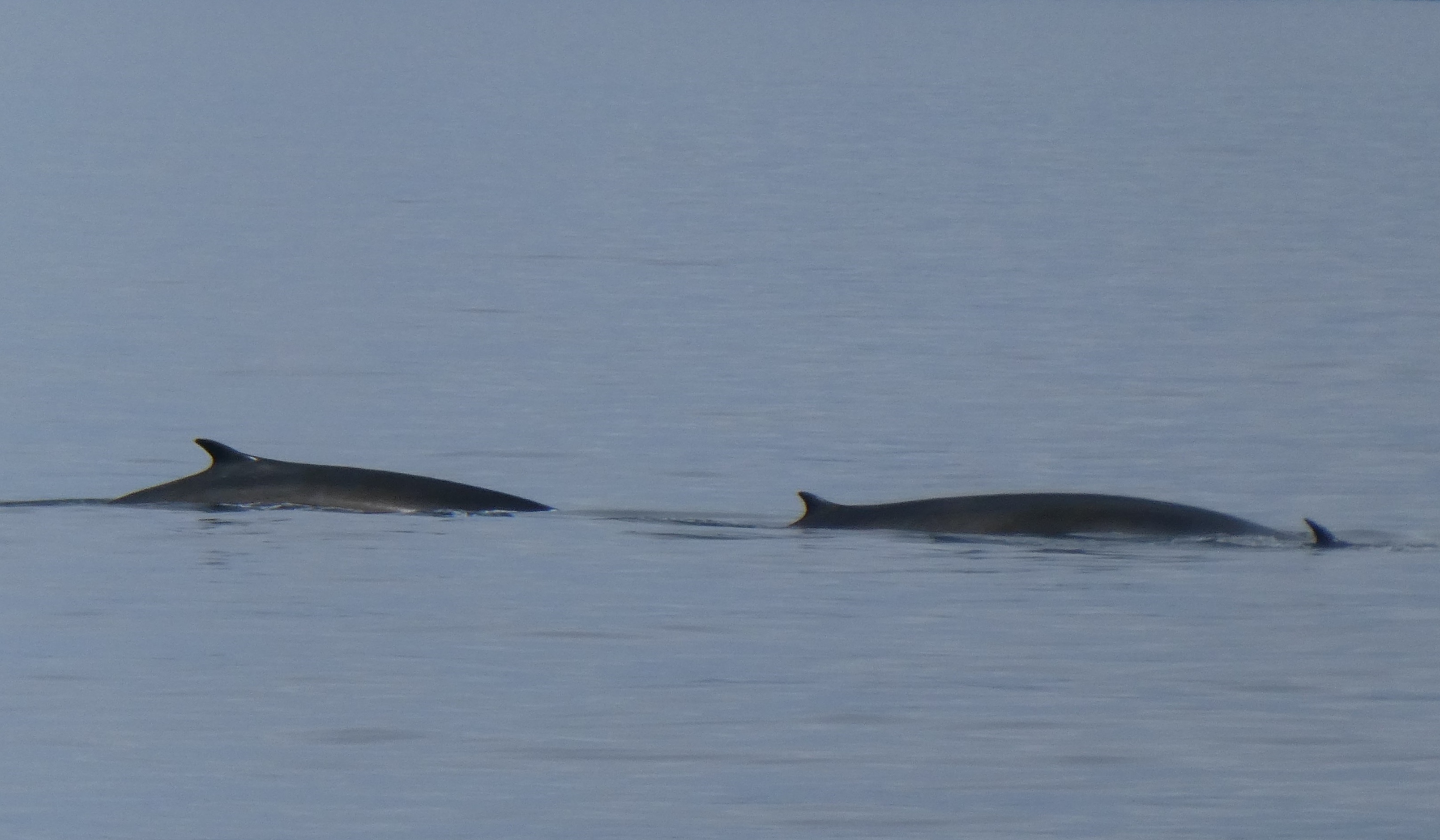 Fin whales spotted in the waters of the Southern Ocean 
