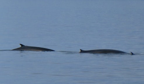 Fin whales spotted in the waters of the Southern Ocean
